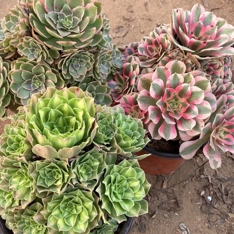 梧***桐717三颗法师多肉植物