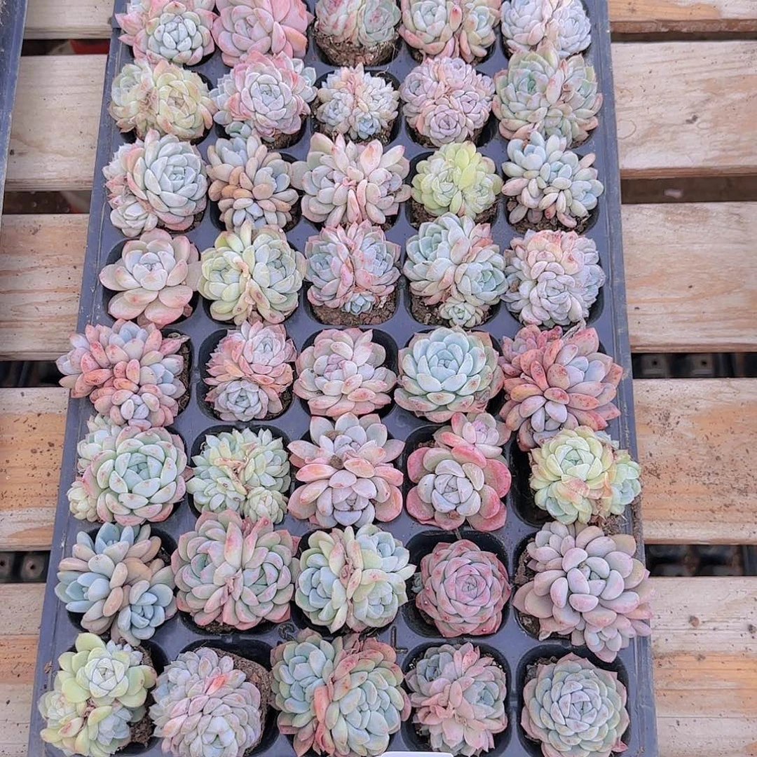 ?**.直播一物一拍多肉31