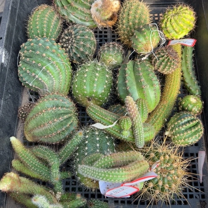 31框拍歪伤小斑无根侧芽无售后