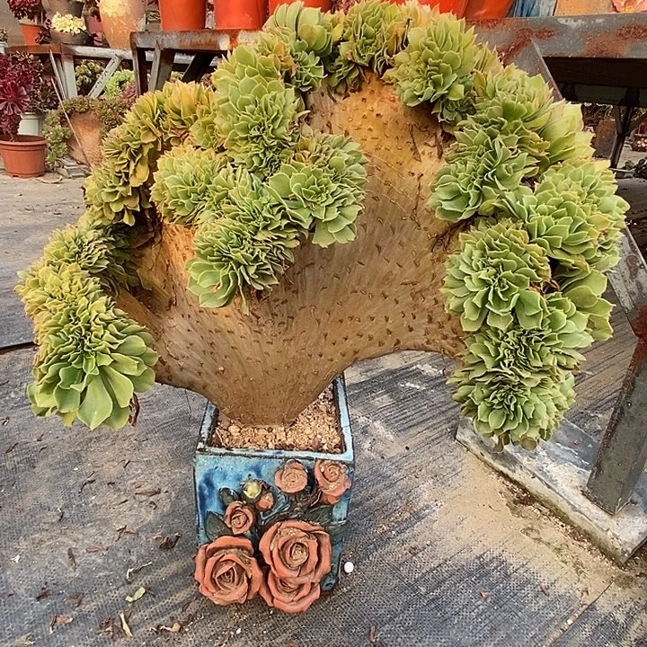 绿杨蓉缀化老板缀化