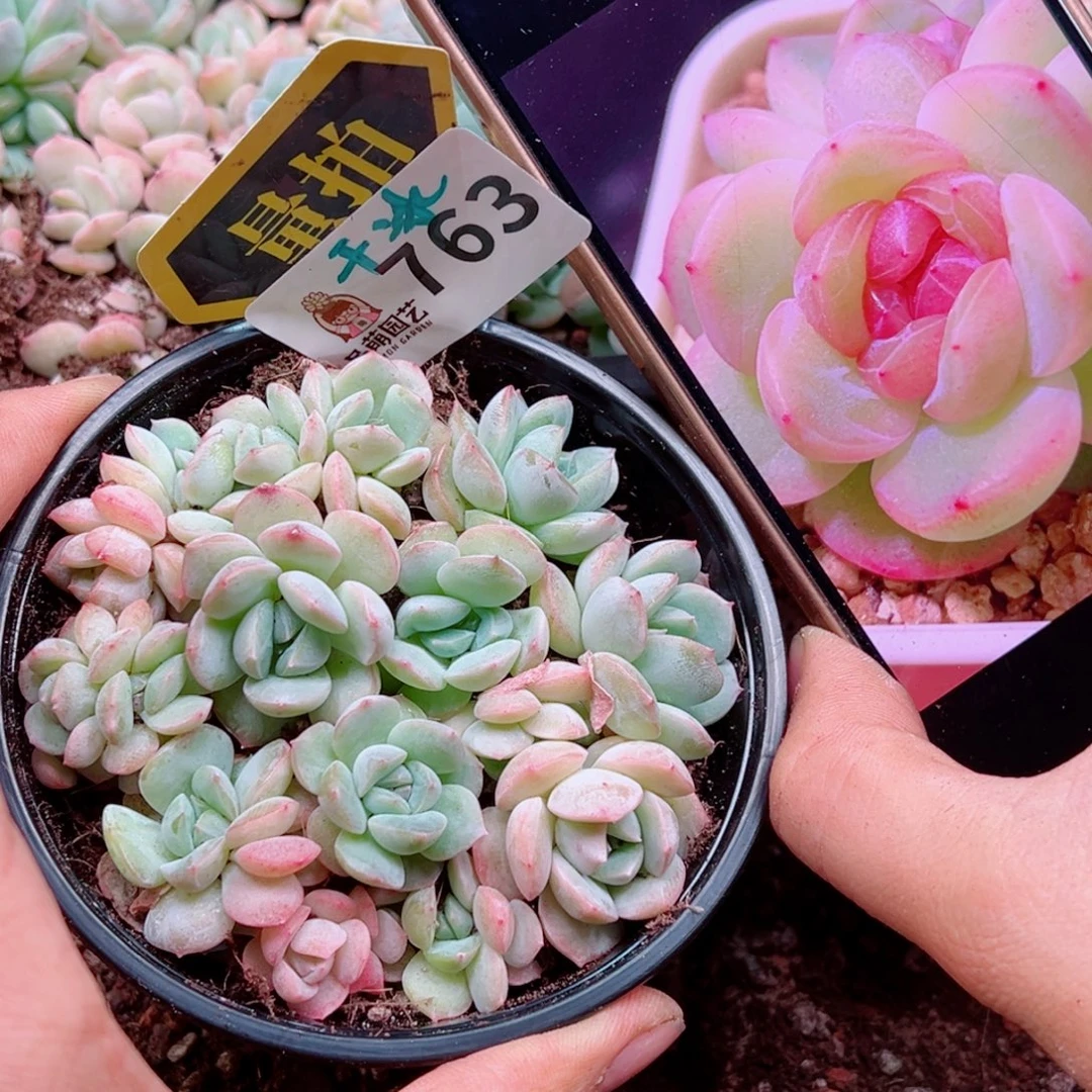 多肉植物多肉植物