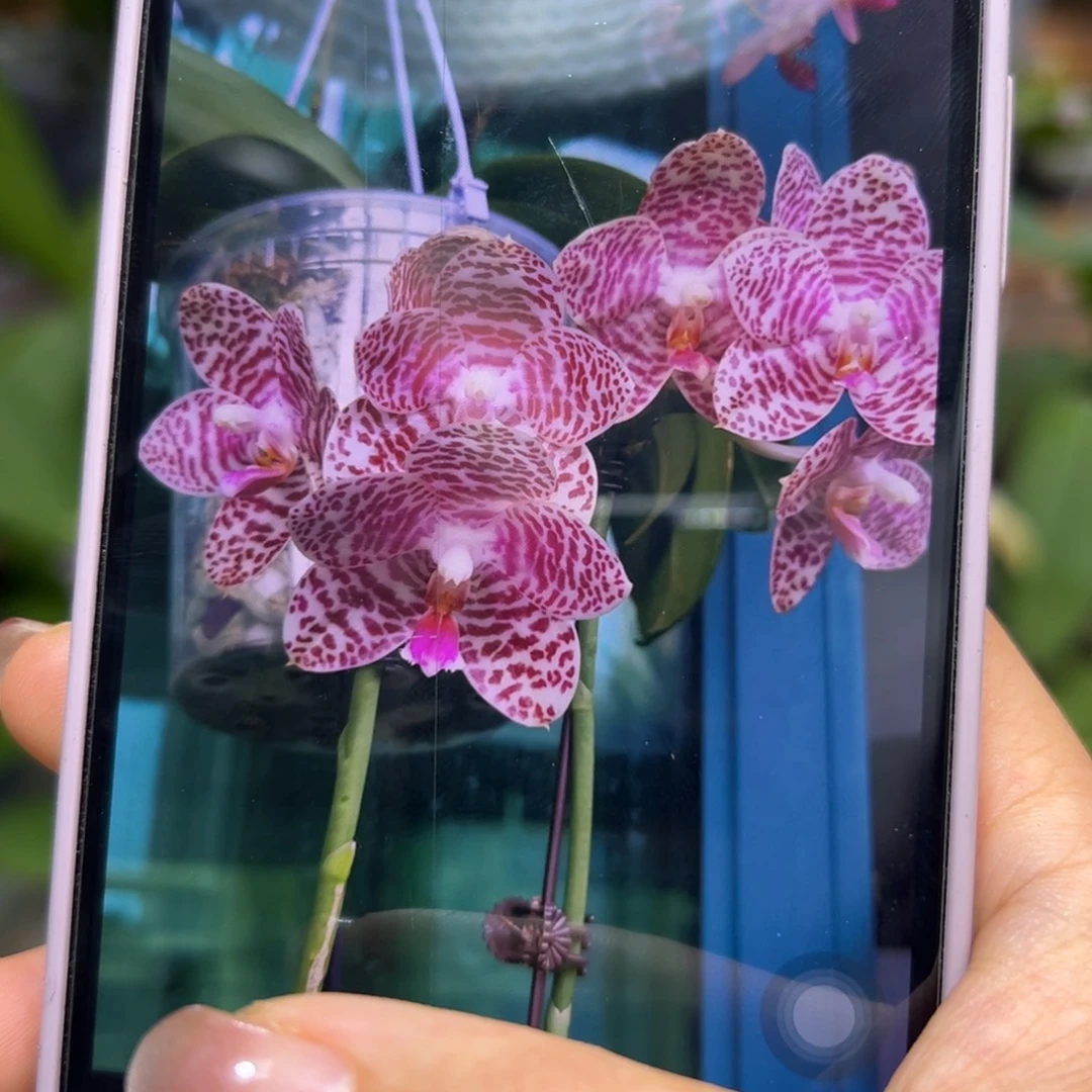 当前无花栽培后可以开花