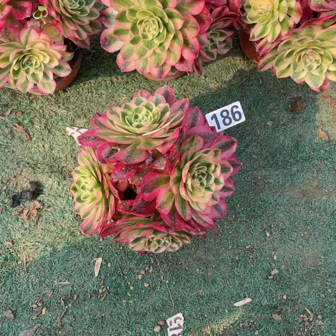 186荔枝法师多肉植物