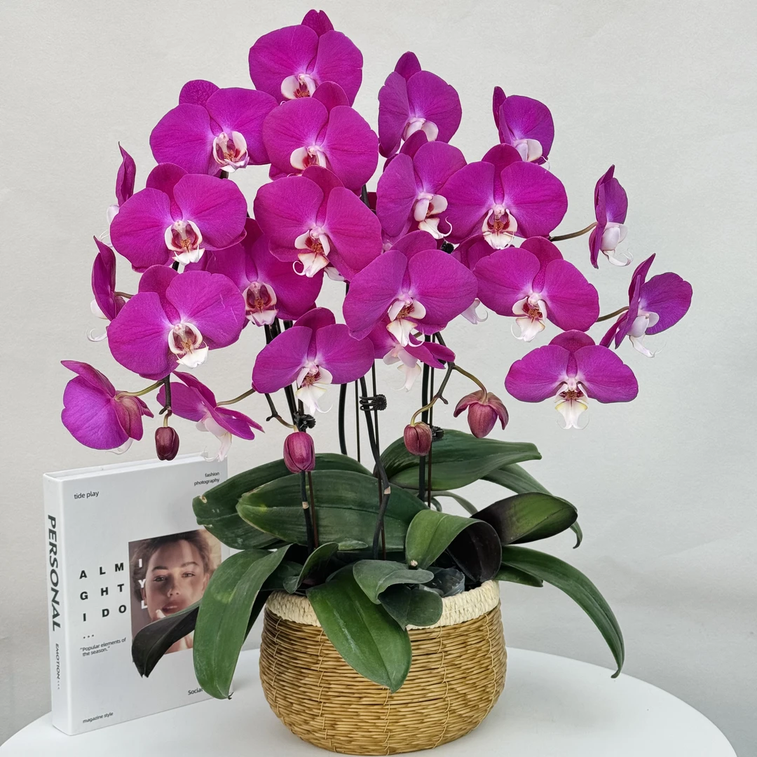 蝴蝶兰【红苹果】高档大气丝绒质感花瓣 好养耐养 基地直发5-5