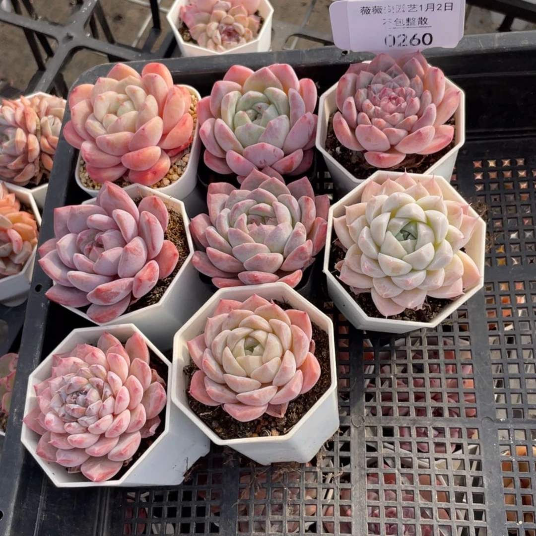 不包整散 盆子不售后0260