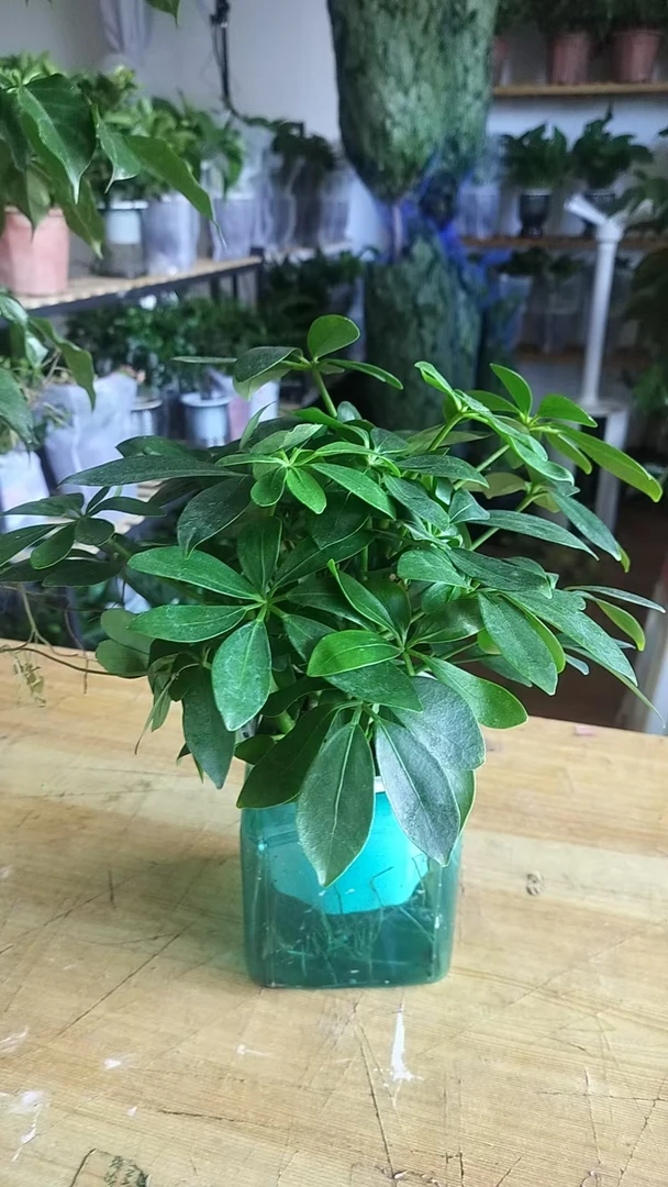 水培鸭掌木（拉萨发货西藏包邮）