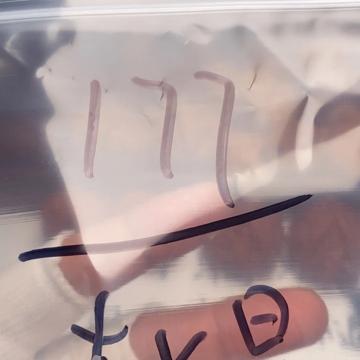 文玩核桃把件赵*平谷元宝 不退不换