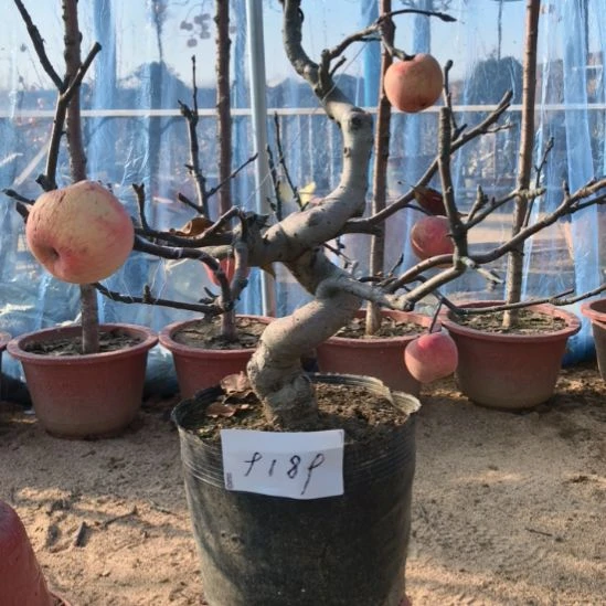 无花朵游龙精品苹果盆景