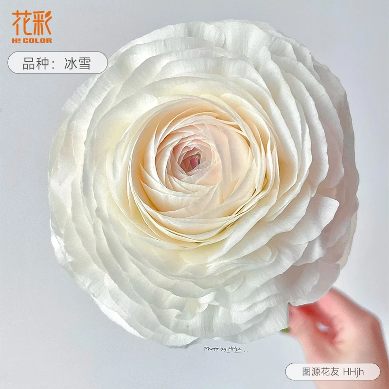 花彩进口蝴蝶花毛茛种球阿里丹巨星阳台盆栽洋牡丹球根花卉种植