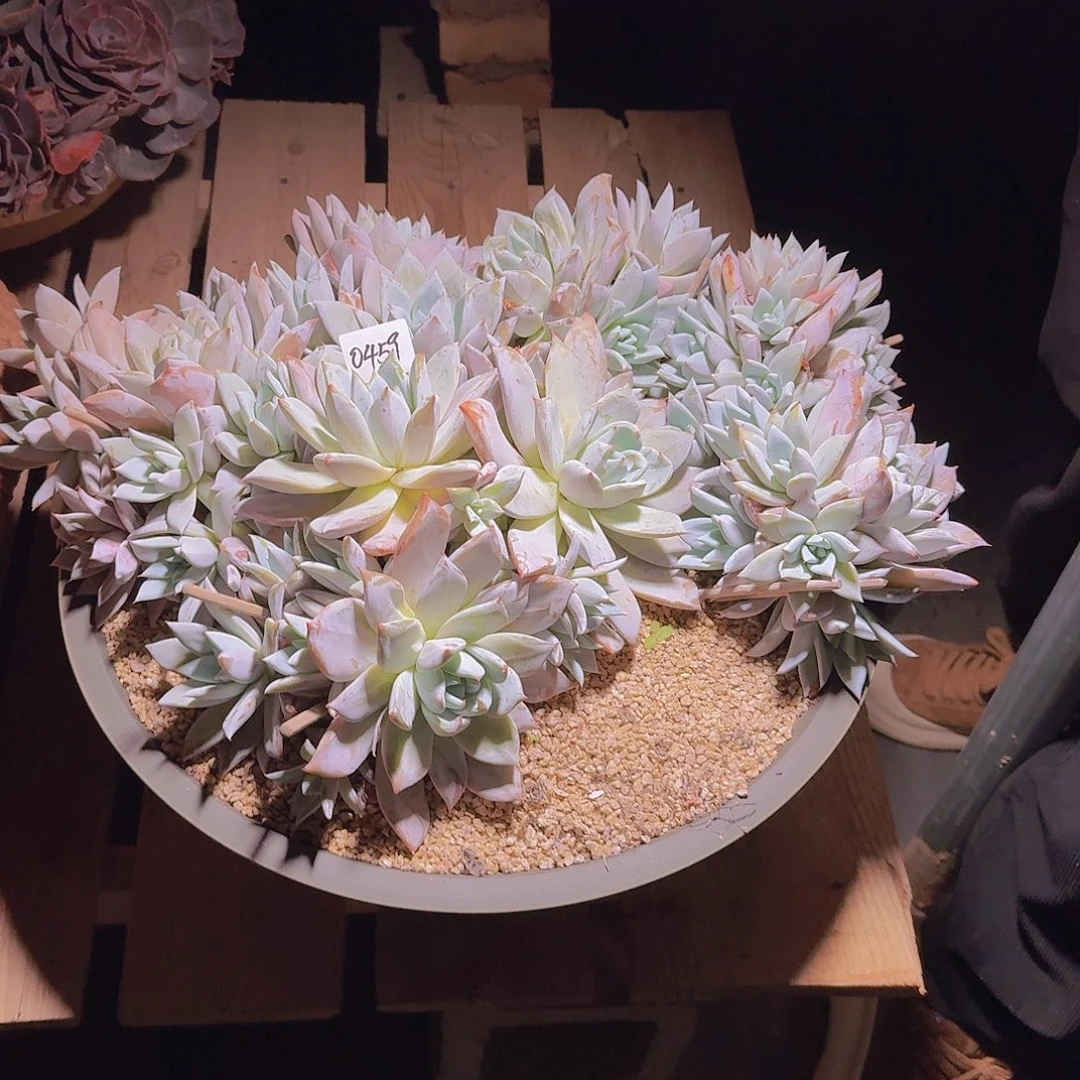 来***张0459巨人带盆多肉植物