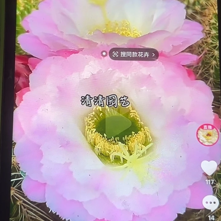 清清8-5侧牙瑕疵歪