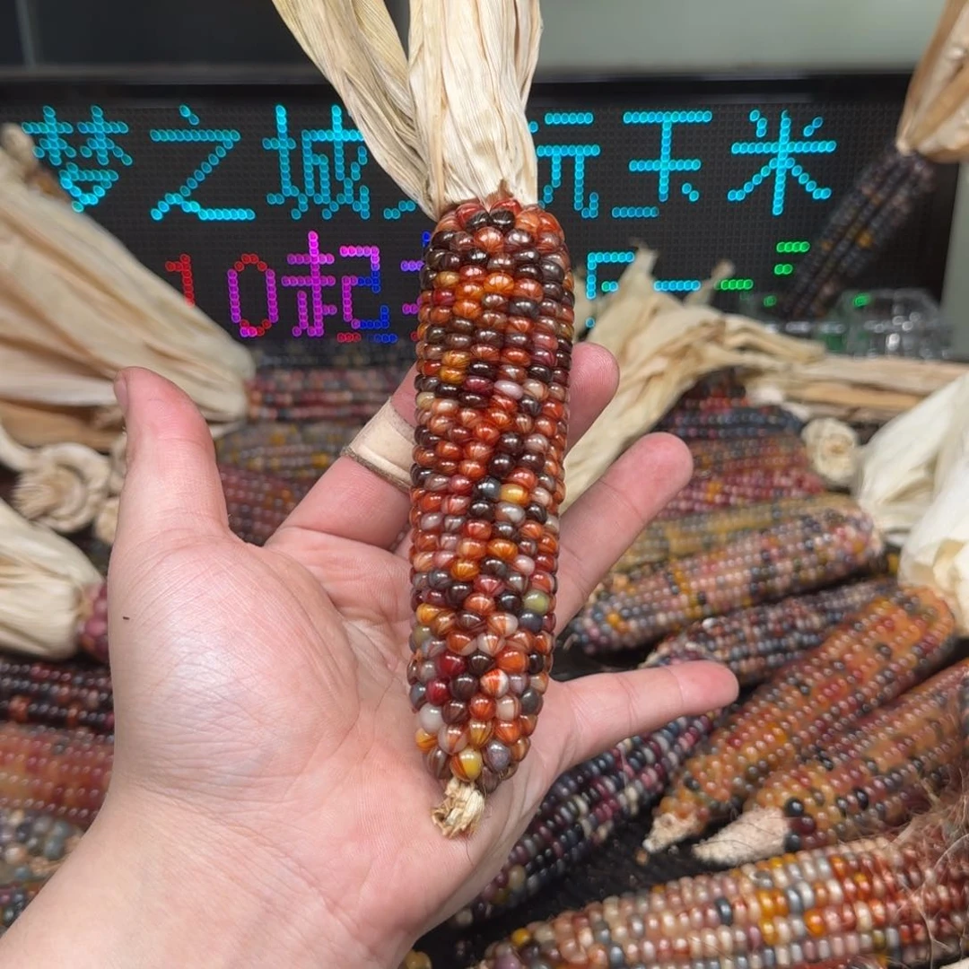 柏香籽/百香籽吊坠ʚ**星