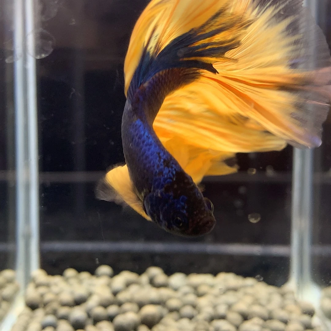 斗鱼七弟泰国斗鱼132