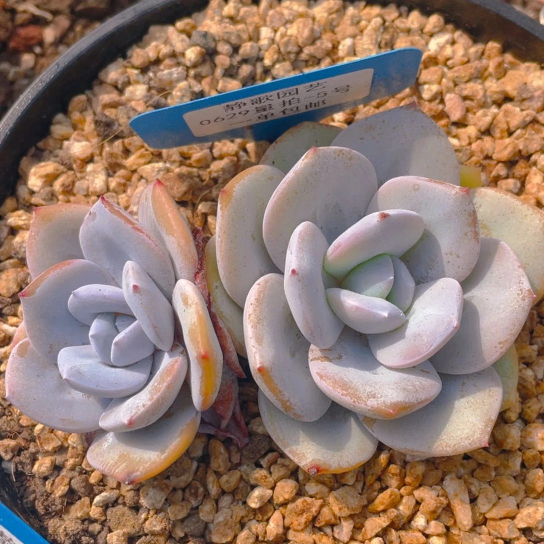 0629-5-韩版奶茶双头一刻