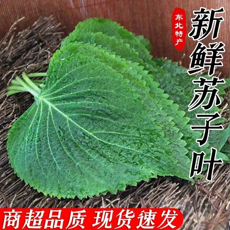 东北新鲜现摘苏子叶韩国烤肉紫苏菜叶100/250/500g【顺丰包邮】