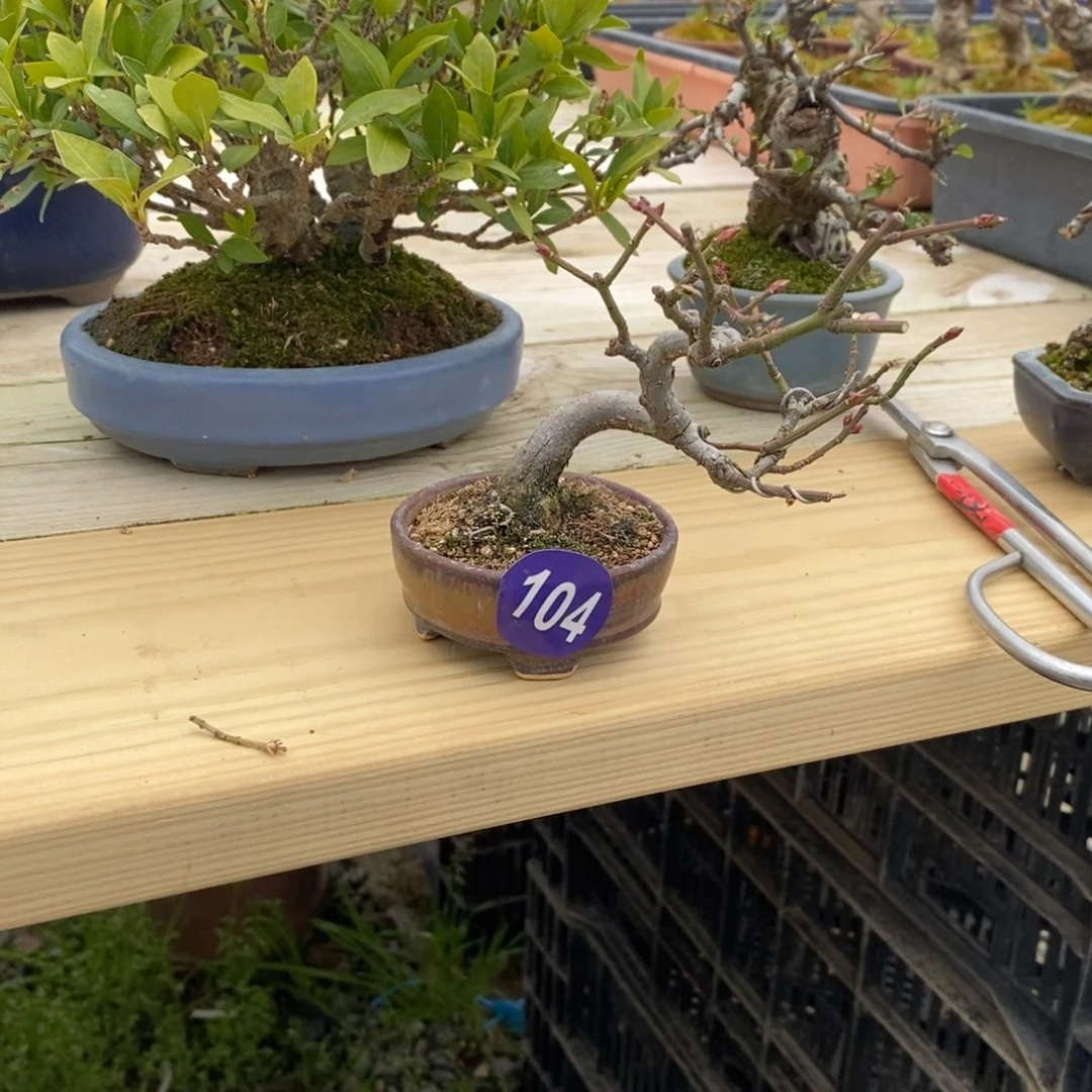 红陶春****机红红火火过大年104