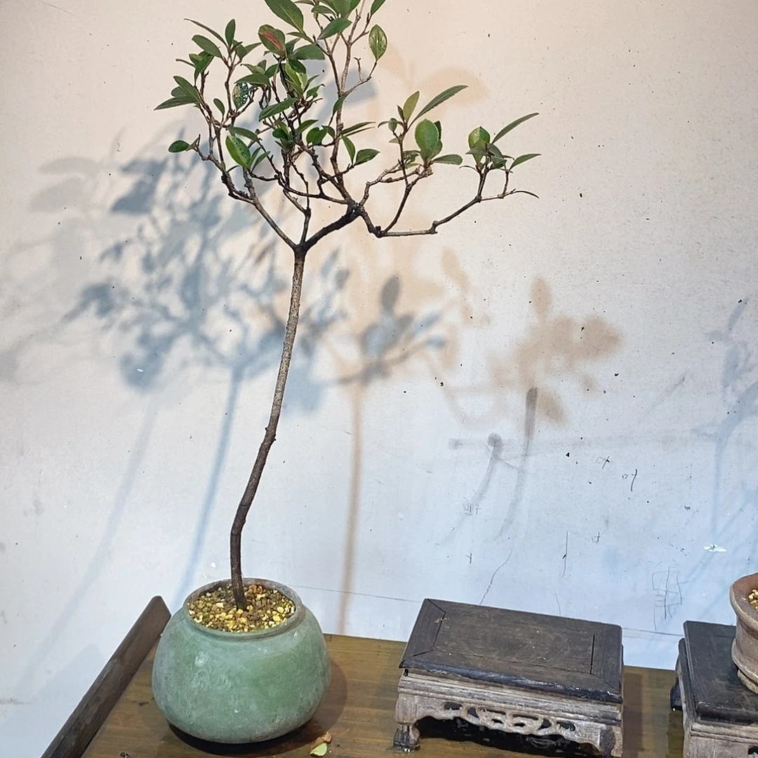 春花生****知春花8888888