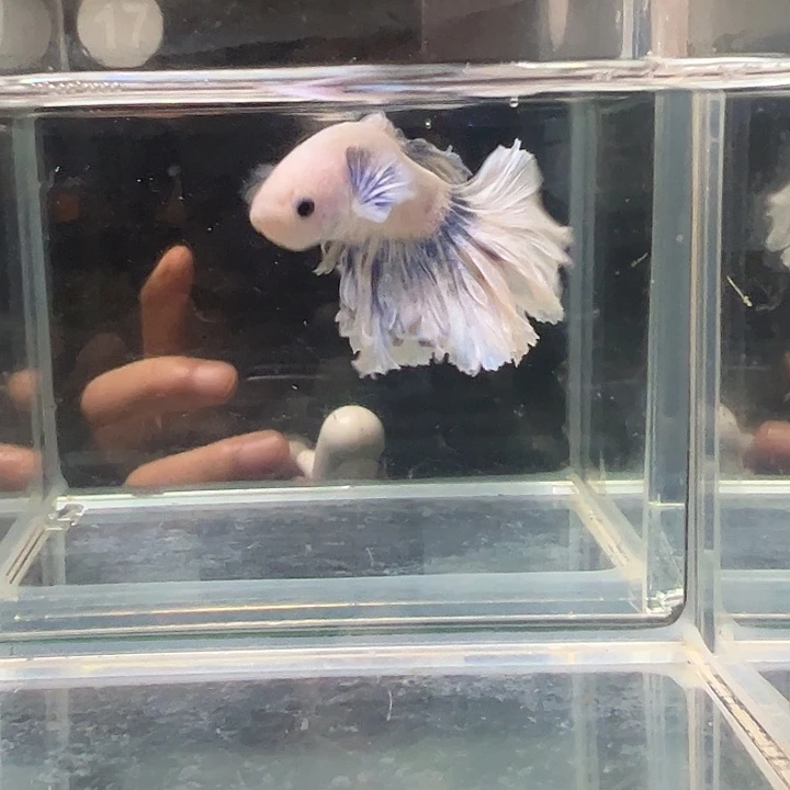 斗鱼别致竞拍24日17