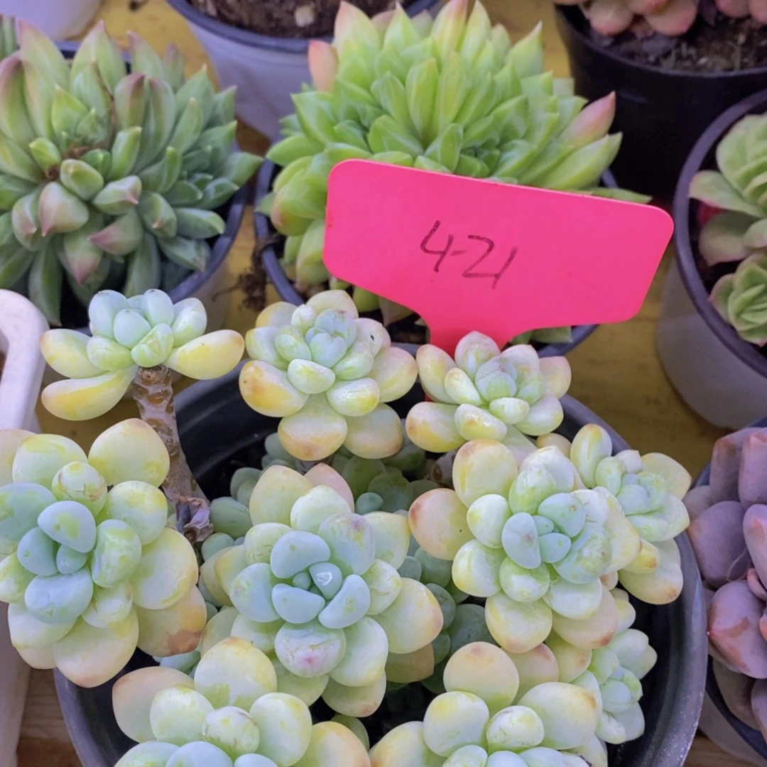 开心多肉，破价专场，不对比价格，不统计