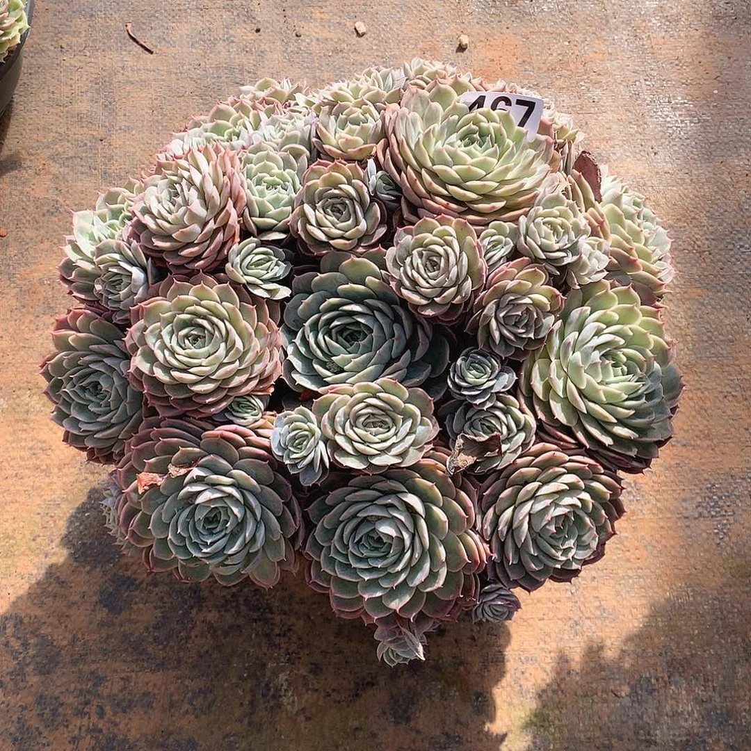 清***馆467昂斯诺 一物一拍多肉