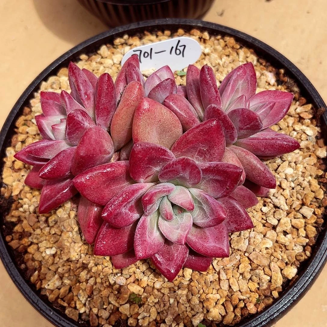0701-167赫菲斯托群