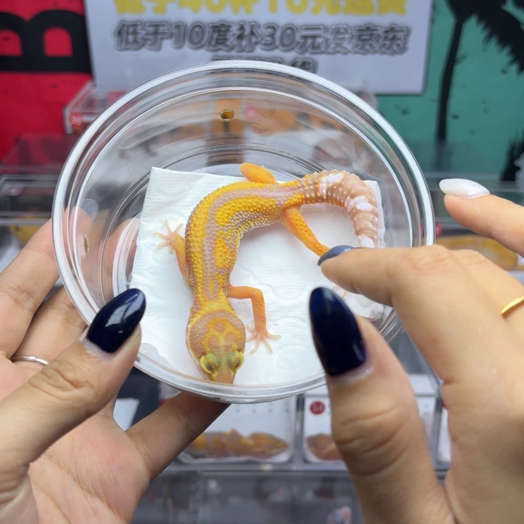 豹纹守宫暴龙母M22