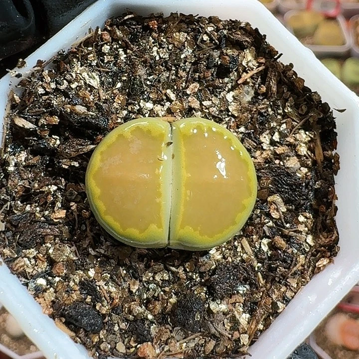 生石花15557。 80