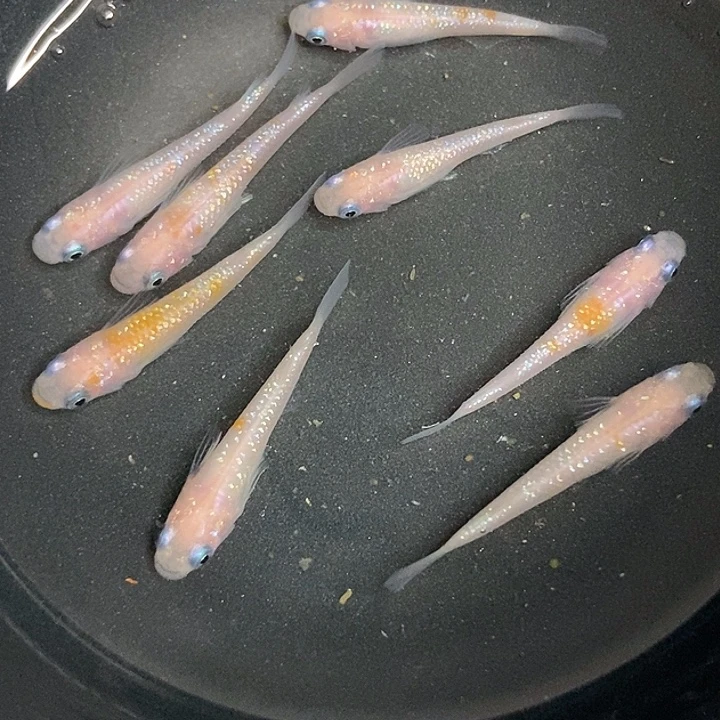 海水鱼墨子的鱼21号王华