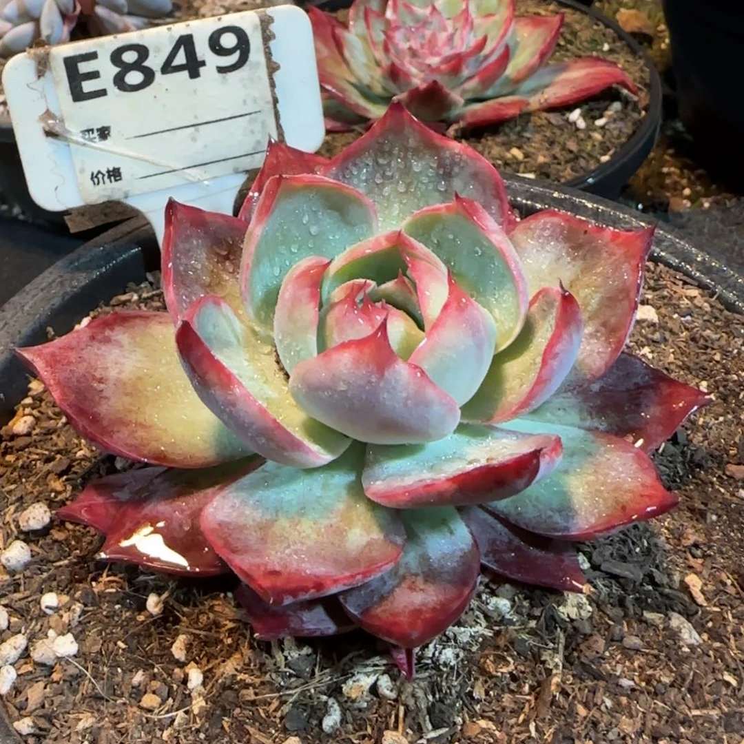 惊鸿一物一拍包装收缩花旱849