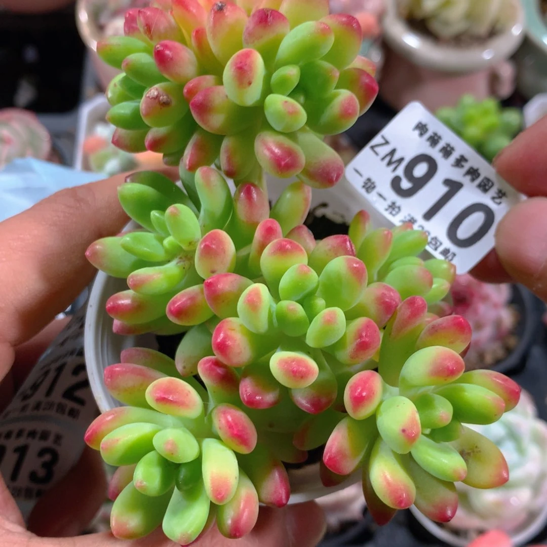 5CM拇指盆精控多肉ZM910