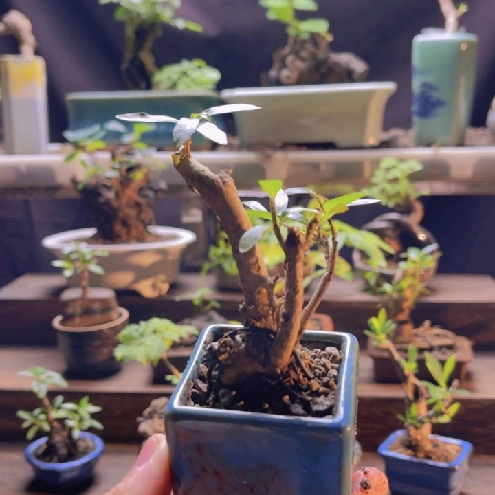 当前无花朵，栽培后可花朵