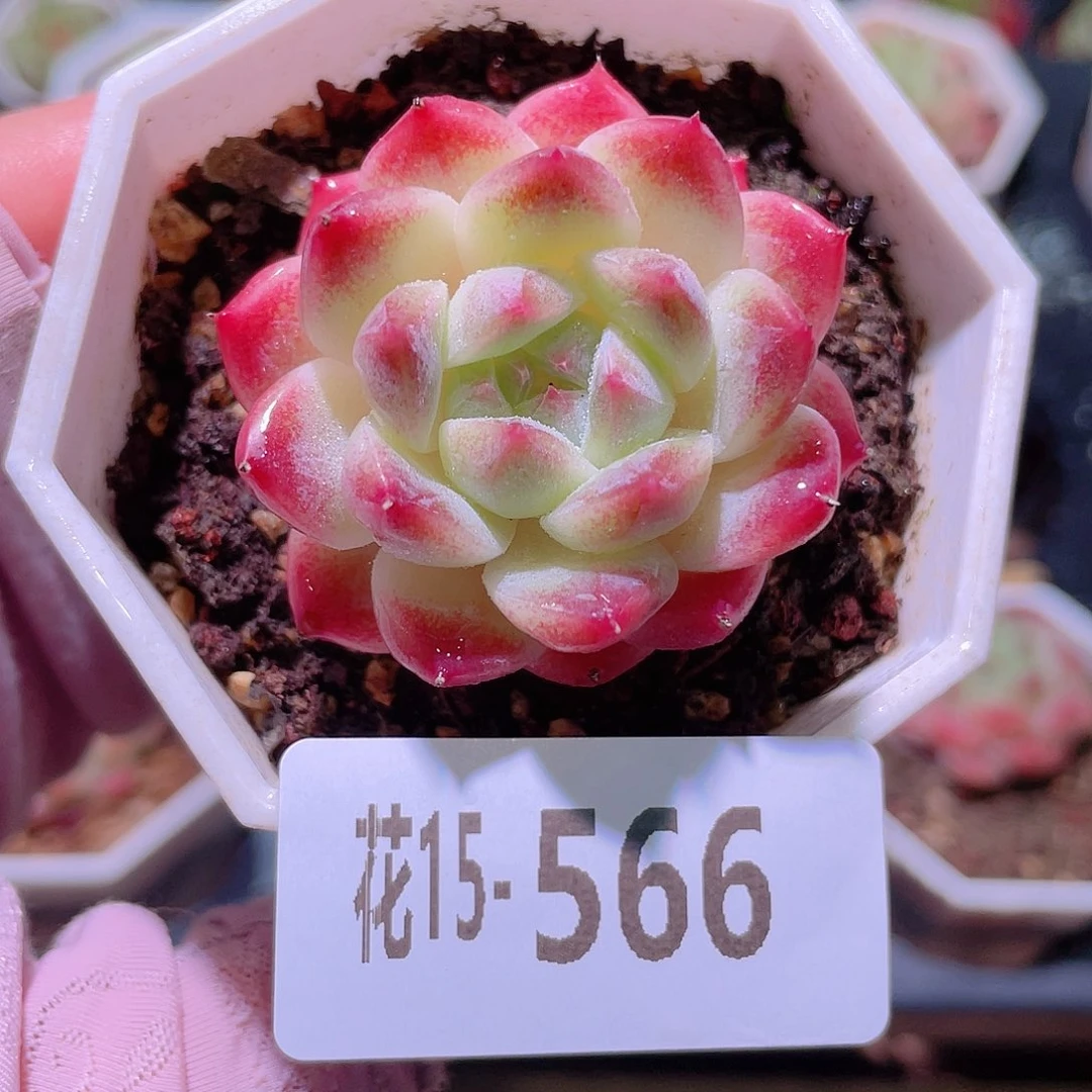 花利美15-566秘境冰魄