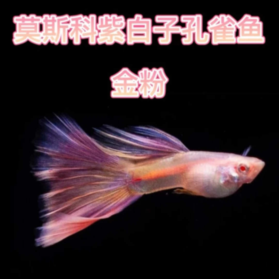 莫子白子金粉孔雀鱼