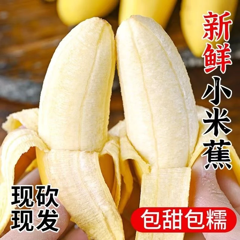 【金牌店铺】正宗小米蕉拇指蕉没有催熟剂现摘现发水果生鲜