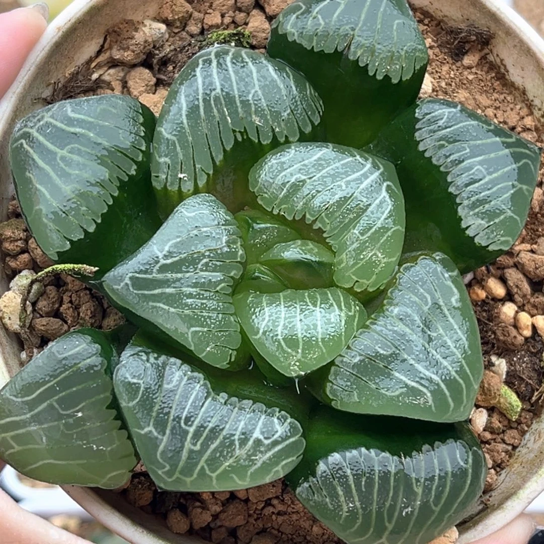 30巨大丸叶实生克十二卷多肉