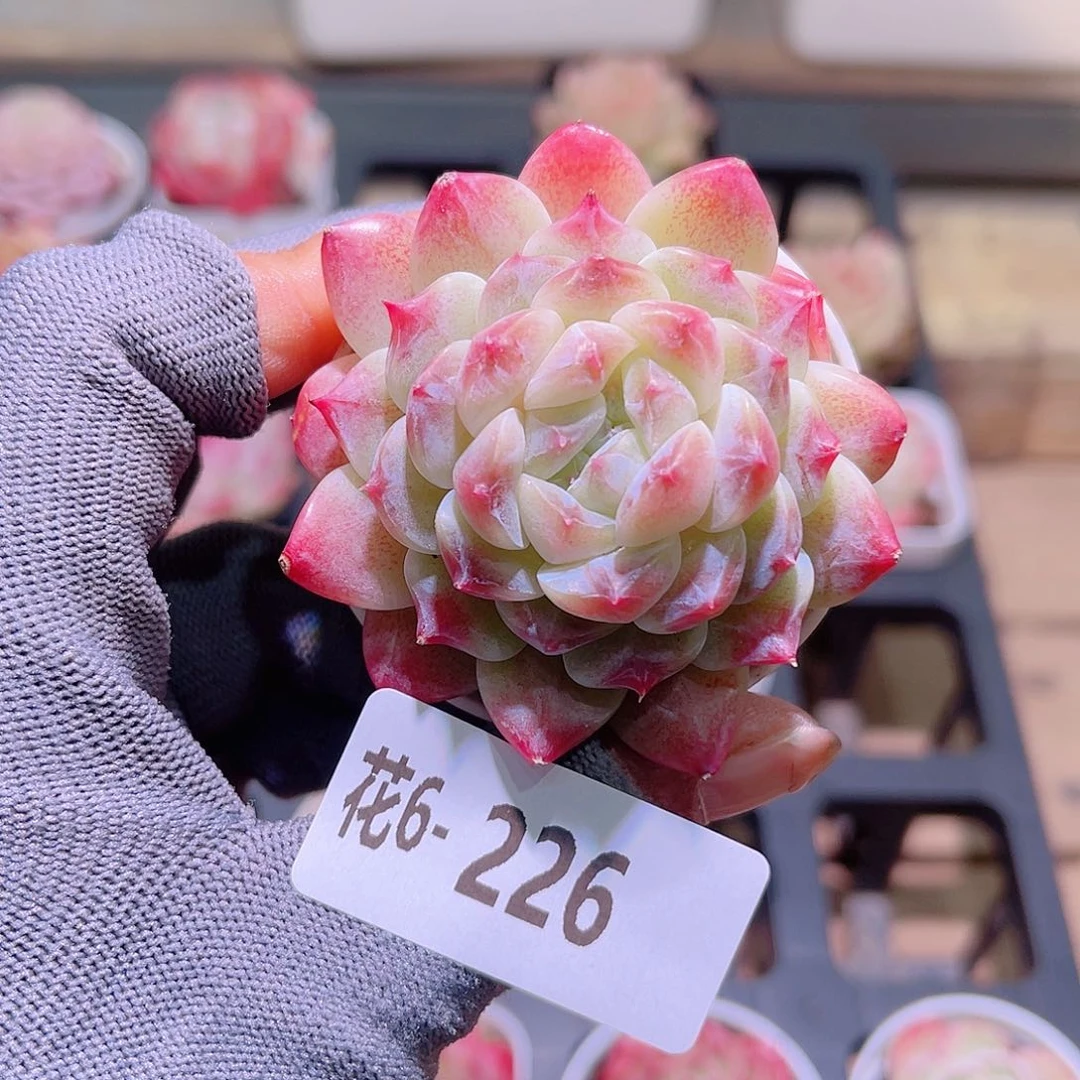 花06-226秘境冰魄