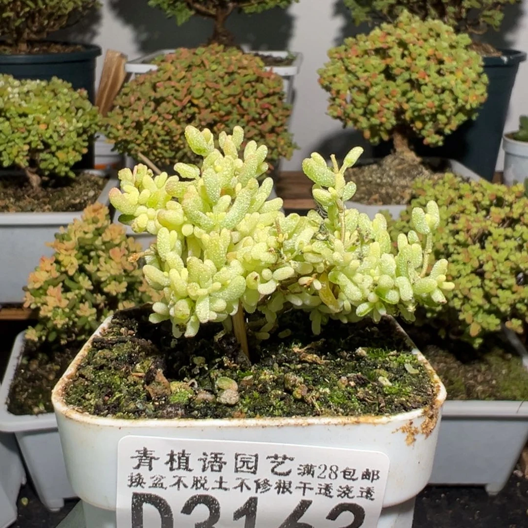 d3163米粒锦全锦枝干