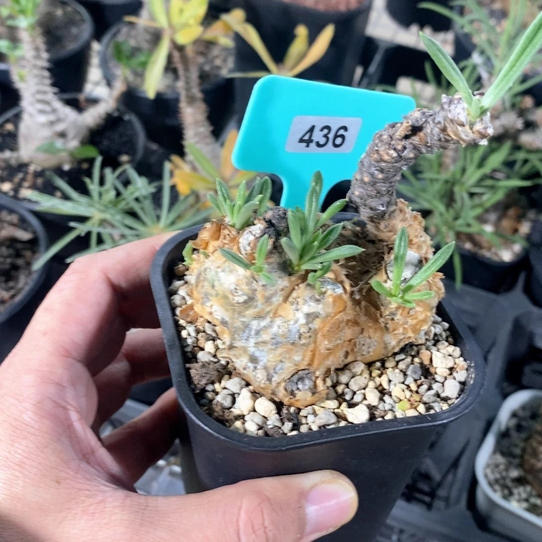 条纹奇峰景多肉植物