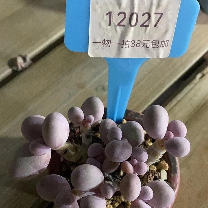 胭脂精品多肉原始奶