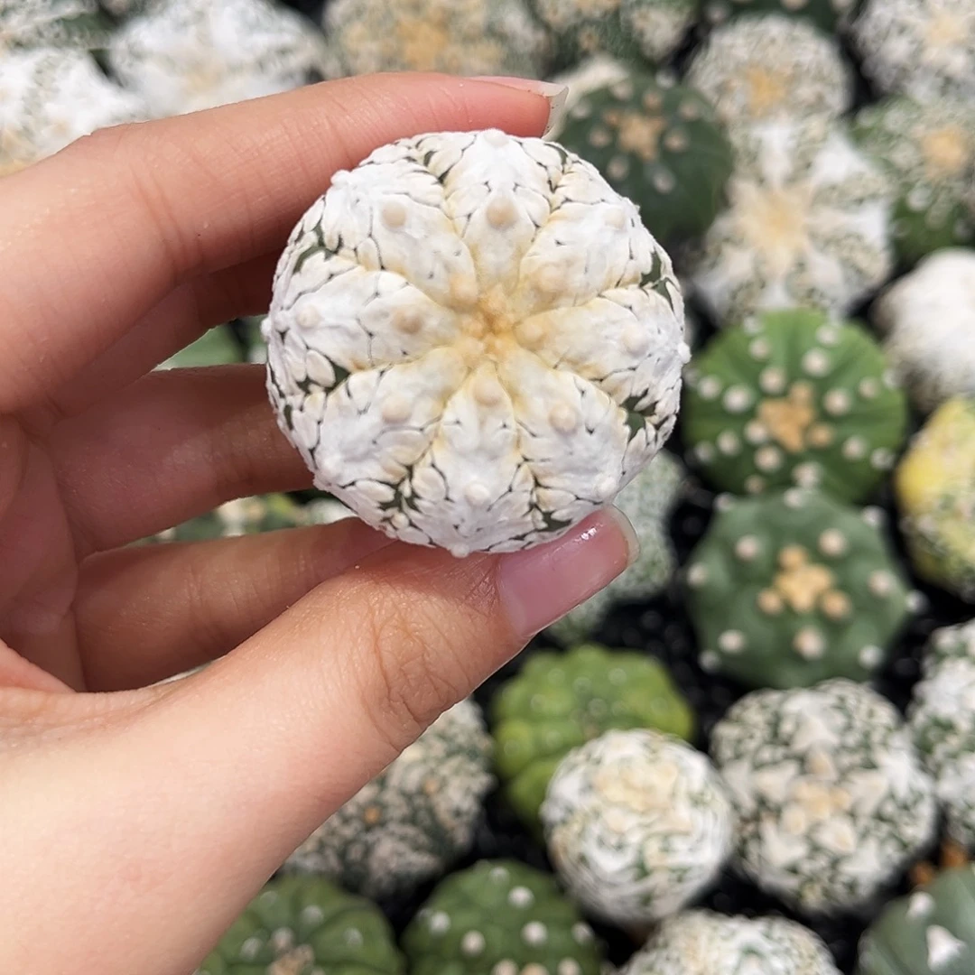 白白兜兜ｖ兜哈哈哈