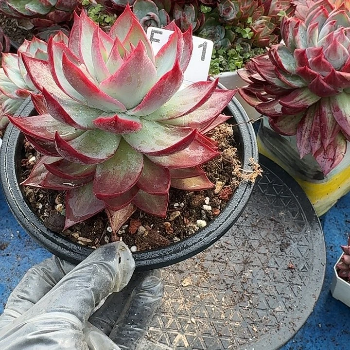 惊鸿惊鸿惊鸿 811..............