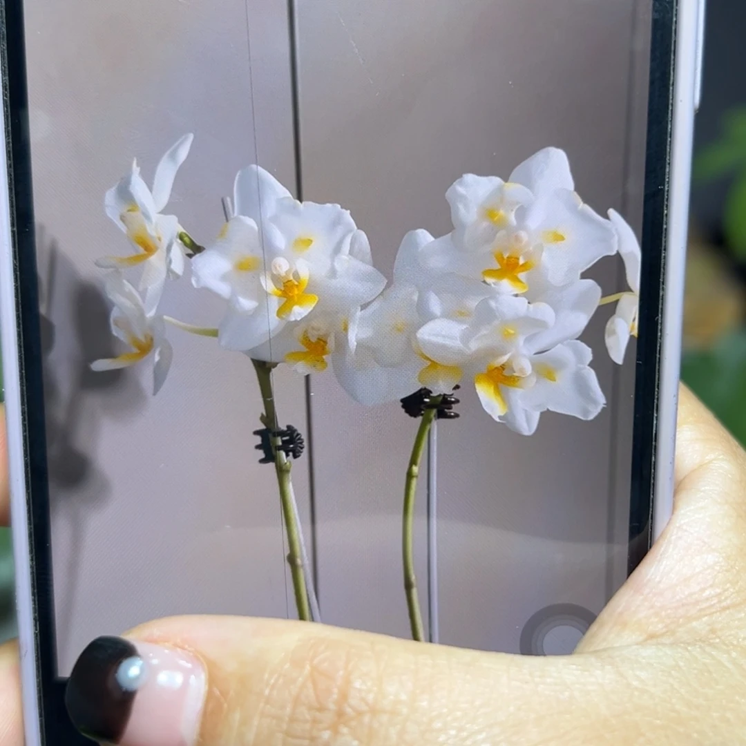 无花朵米库氏两眼