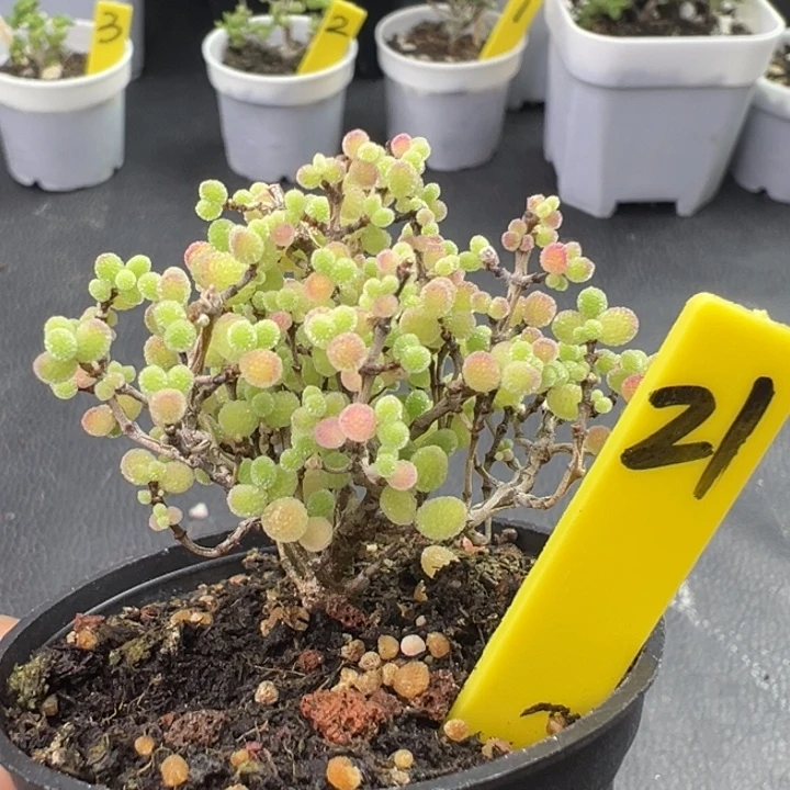 21号彩色蜜橘 一物一拍