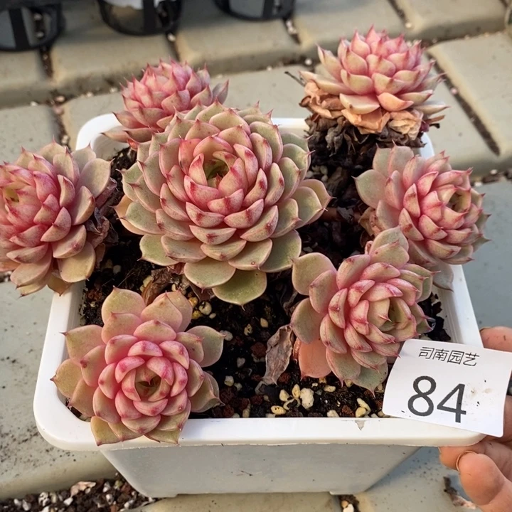 84 多肉植物盆栽花卉