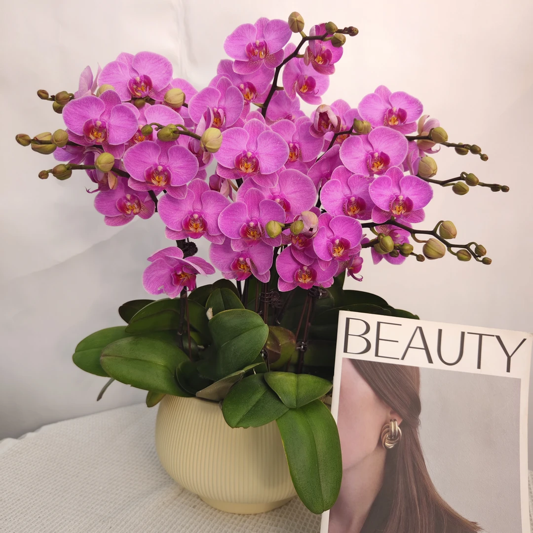 韵艺精选《十里桃花》蝴蝶兰紫色系列好养耐养带花带花苞室内美化