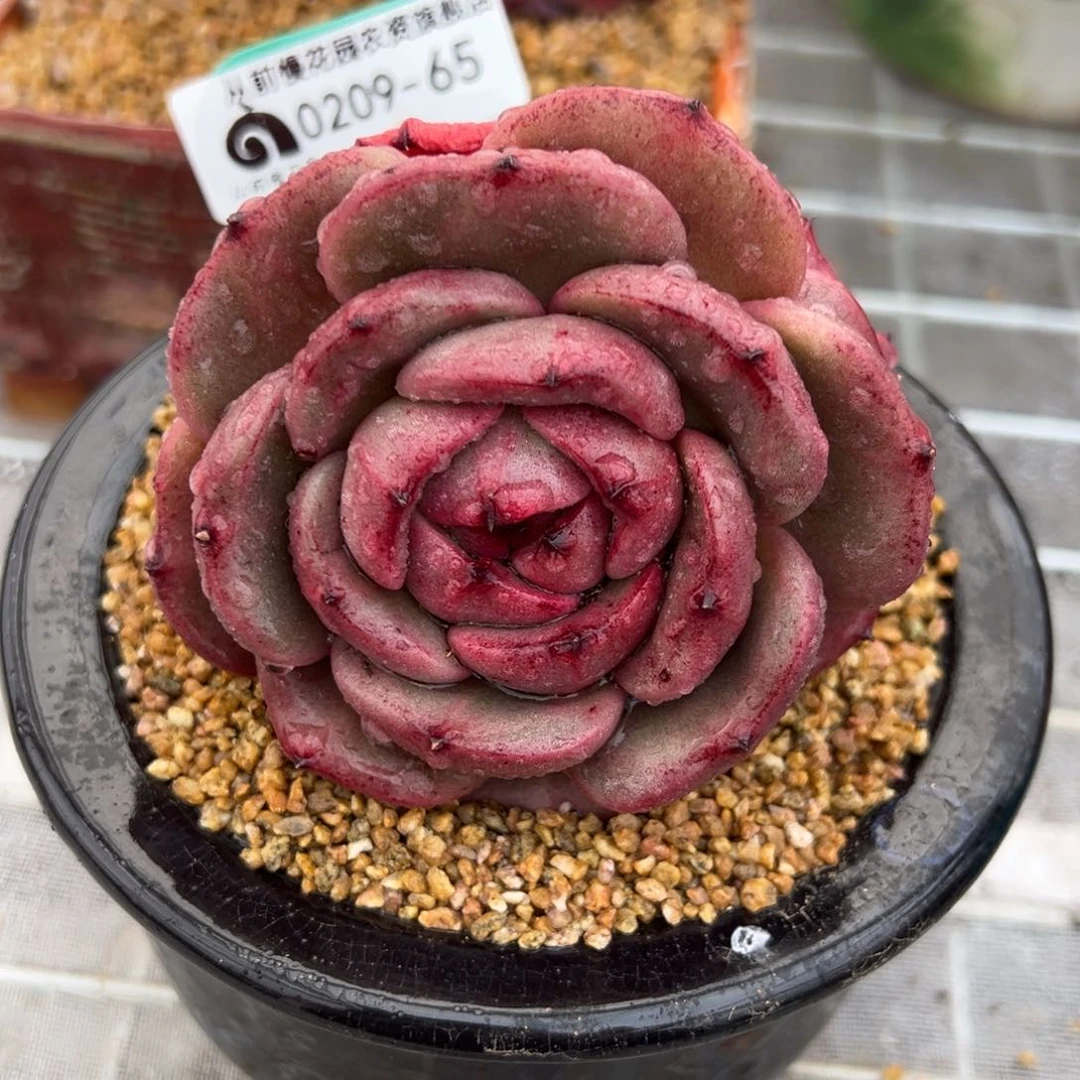 从前慢多肉精选编号0209.65