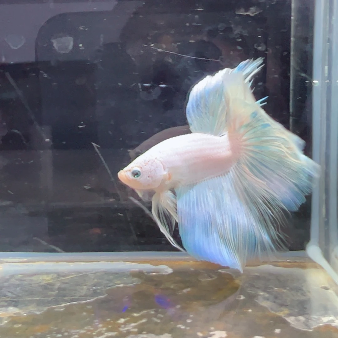 斗鱼浅色特殊尾hhhh