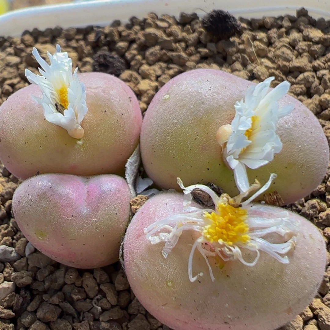 316多肉植物百科植物