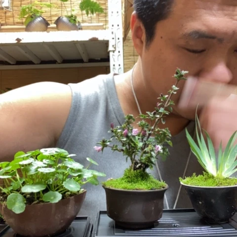 红陶一物一拍所见即所得147