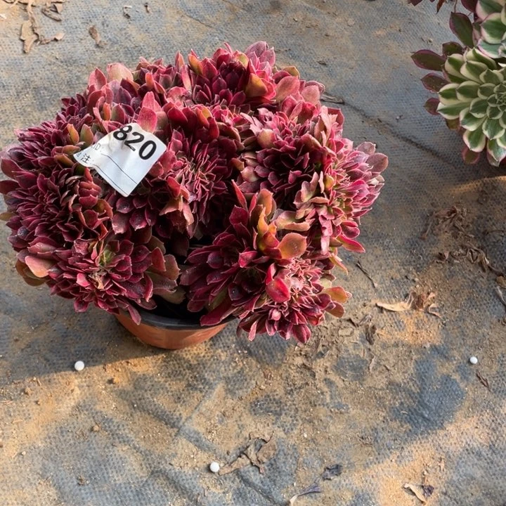 多肉香妃缀化820